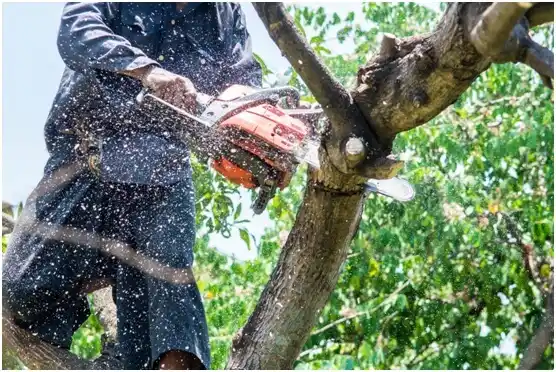 tree services Pittsburgh